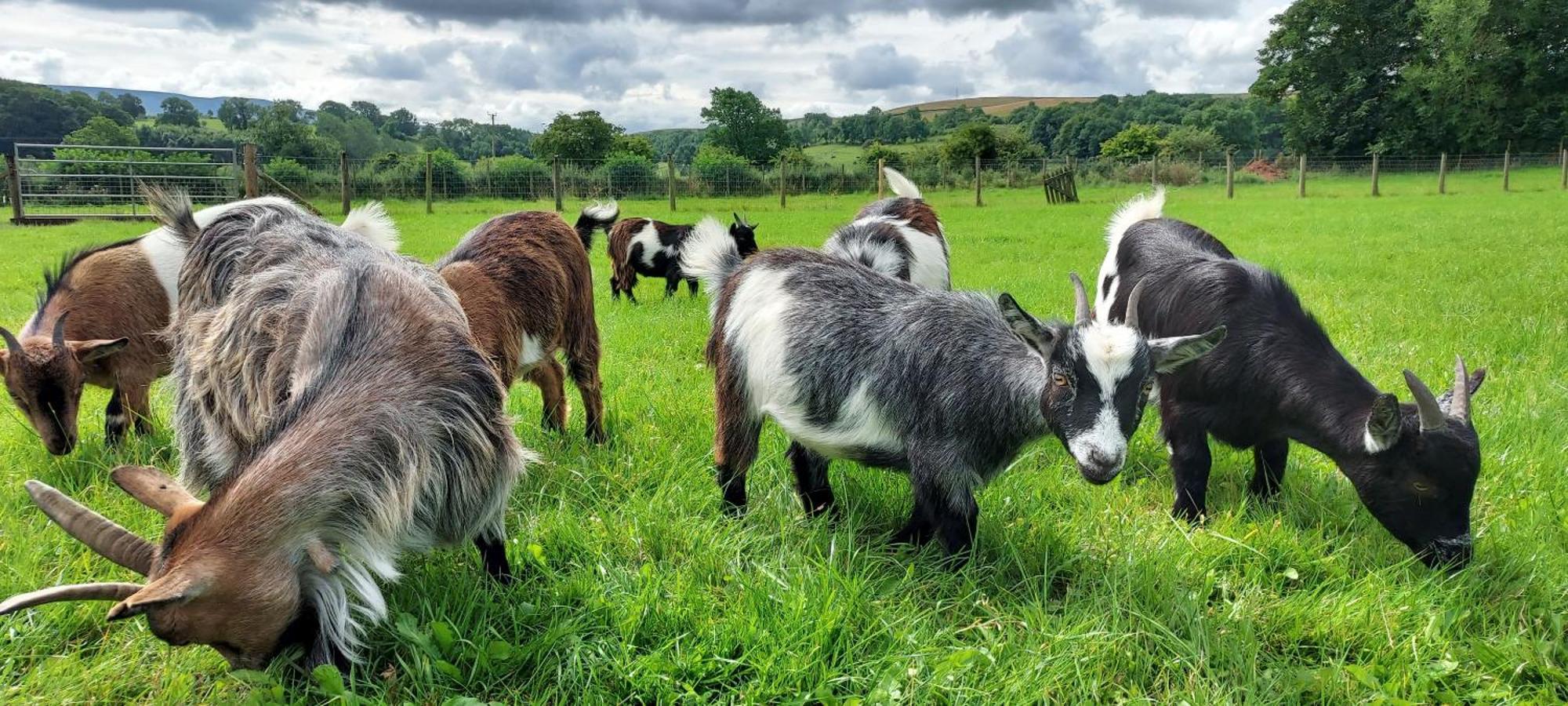 Sandwath Farm By Wigwam Holidays Kirkby Stephen Exteriér fotografie